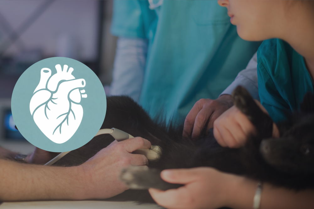 Echocardio Evolution: module 2 - Wallonie