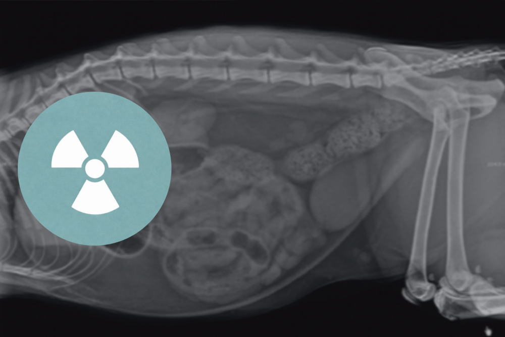 Radiographie: module 2